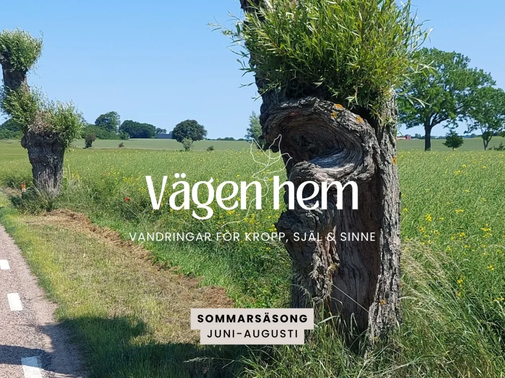The Way Home: Walks for Body, Soul, and Mind