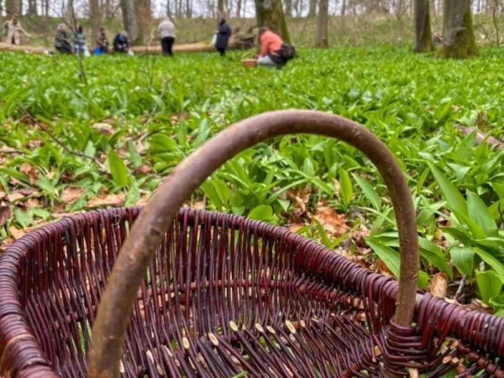 Ramslöksdagen 2026 - upplev våren i sydligaste Skåne