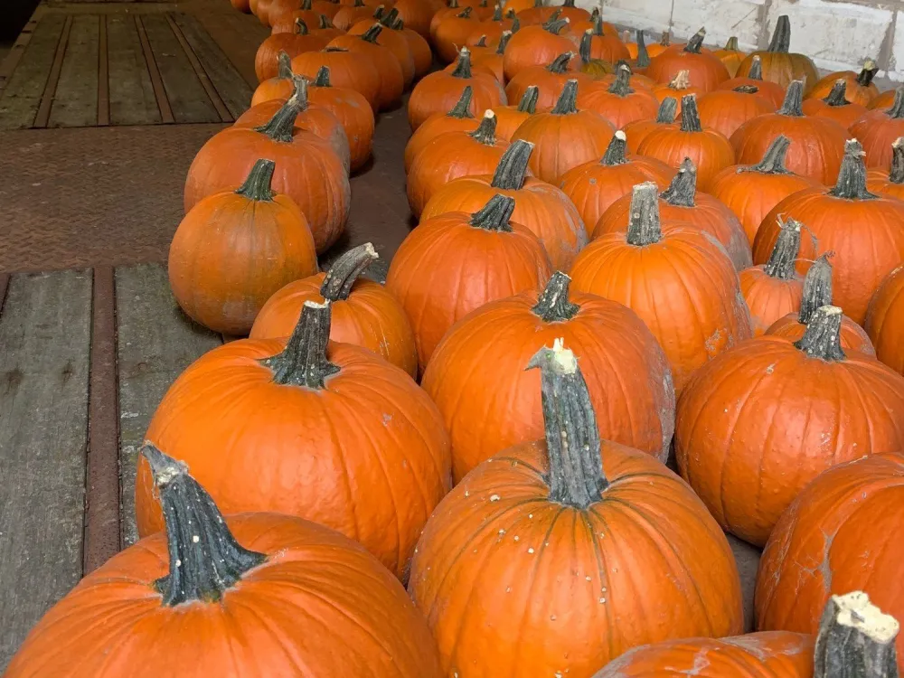 Halloween på Gränsboda gård
