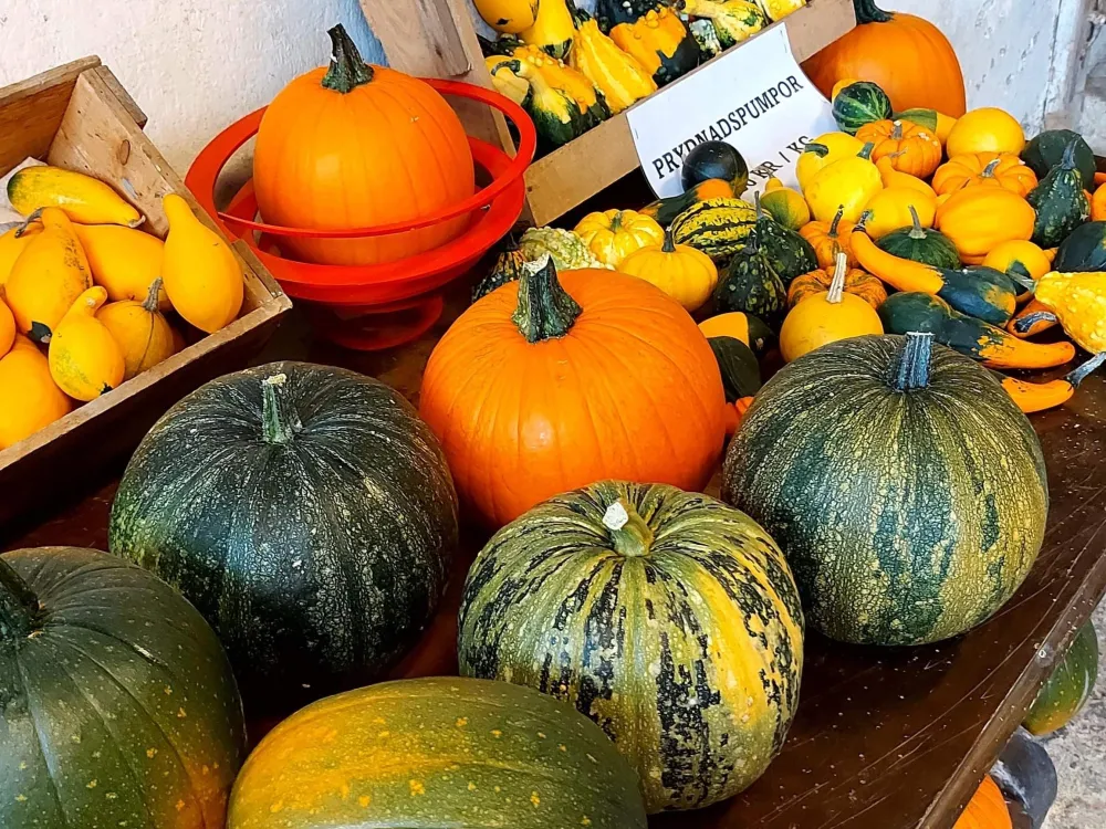 Pumpa och traktordag